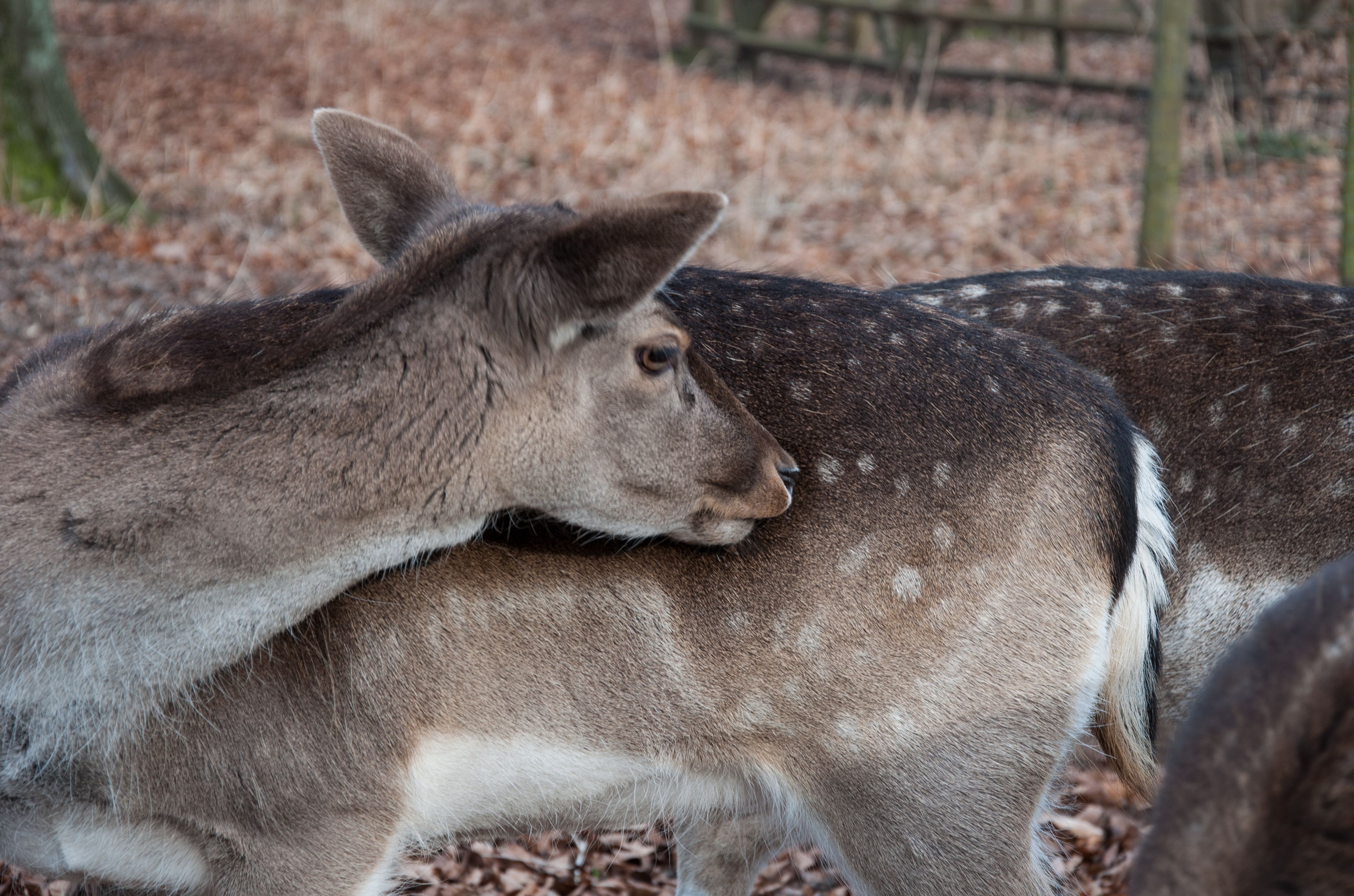 Lindenthaler Tierpark — Damwild und Esel füttern
